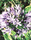 Agapanthus