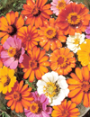 Zinnias